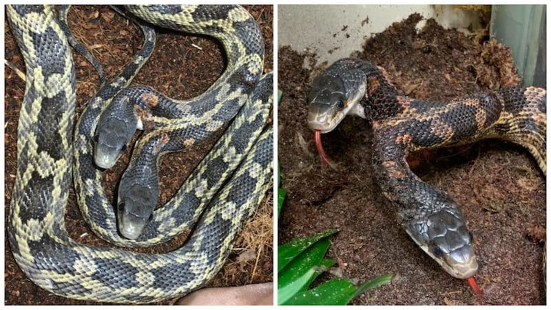 Serpiente de dos cabezas en el Zoológico de Cameron Park